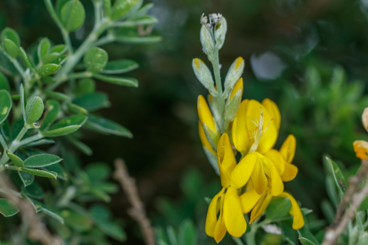 Teline Stenopetala Subsp. Microphylla